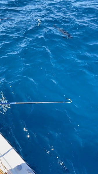 10K reactions · 132 shares | Promar Gaff doing its job!  Video by @wetwillyfishing #wetwillyfishing #fishing #sportfishing | Promar & Ahi USA | Facebook