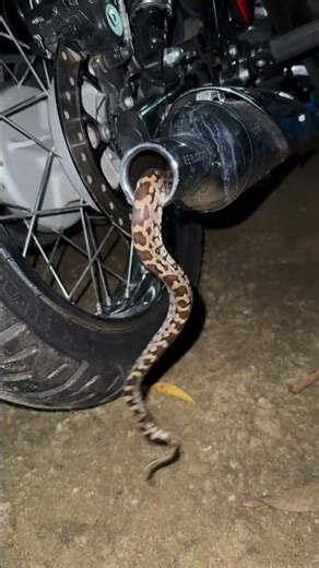 Shocking Moment! A Python Enters the Motorcycle Silencer Pipe! #shorts #snake #snacks #wildlife #yt