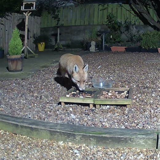 Beautiful male fox feeding in the garden