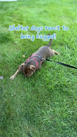 67 reactions · 4 comments | Hugs + happy dogs = pure magic  These SAVE pups can’t stop smiling (or kissing!) when they get a little love  Just imagine how full their hearts will be when they find their forever homes!   to profiles and adoption app in bio SaveHomelessAnimals.Org Which one would you hug first?  #DogHugs #AdoptFromSAVE #AdoptDontShop #RescueLove #ShelterDogsOfInstagram #ForeverHomeFeels | SAVE, A Friend to Homeless Animals | Facebook