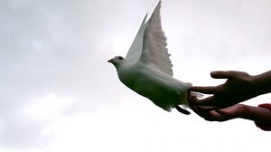 Hands Releasing Dove Slow Motion Stock Footage Video (100% Royalty-free) 5659187 | Shutterstock