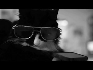 Henri le Chat's Ennui Over SXSW