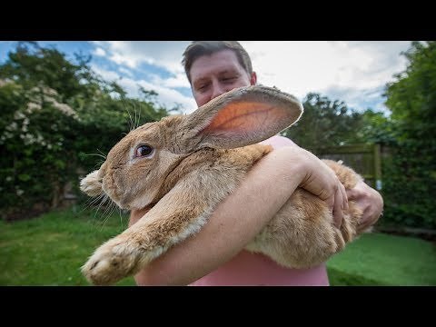 3ft Long Bunny Set To Become World’s Biggest Rabbit