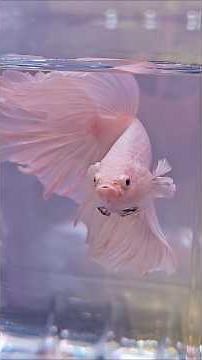 Why do so many people think bettas have to be kept alone?