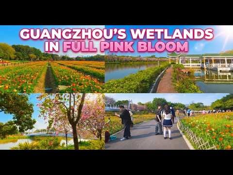 A Walk Through the Wetlands in Pink Bloom║ Guangzhou’s Secret Forest (Ambient Walk)