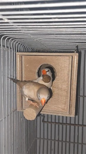 Shaft Tail finch😍 Dagdag koleksyon😉 💯🦜❤️ #hobbynidaddy #shafttail #finches #forevergrateful | HOBBY NI DADDY