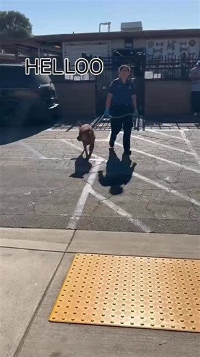 Welcome Rosco to GPSS! 🤎 Owner surrendered at 12yo to the Carson Animal Care Center 😢 He was on his 72hr plea and we were able to save him because a foster stepped up, thank you Brett @bigggb13 ❣️ Rosco, has been to the vet and does have a lot going on medically, but we are going to help get him feeling better and into his forever home 🏠 He’s a sweet boy and deserves everything good! We are happy to have him in our care! ❤️‍🩹 We would also like to thank, Mellissa @blondieveganfoodie for advo