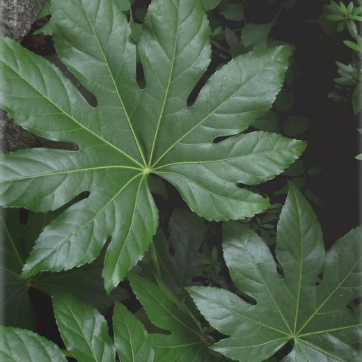 🌳🌷 PlantSnap ahora es gratis 🌷🌳 PlantSnap es una app móvil y global que usa inteligencia artificial para identificar plantas, flores, árboles, cáctus y hongos. ¡Solo tienes que sacar una foto y PlantSnap te dice qué es en segundos! 🌳🌷 PlantSnap ahora es gratis 🌷🌳 | PlantSnap