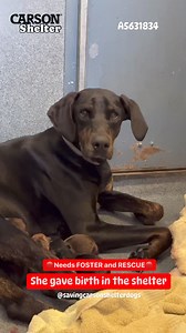 30K views · 1.2K reactions | ⚠️Update She had her Puppies she needs...