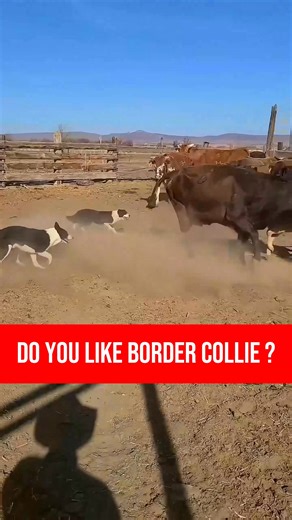 The Border Collie is one of the best dogs to own thanks to its unmatched intelligence, loyalty, and energy that make it a joy for active individuals or families. Known for being quick learners and eager to please, they excel in obedience, agility, and even emotional connection with their humans. Their work ethic, responsiveness, and affectionate nature create a perfect balance of brains and heart, making them both incredible working dogs and devoted companions. #BorderCollieLove #SmartDog #BestD