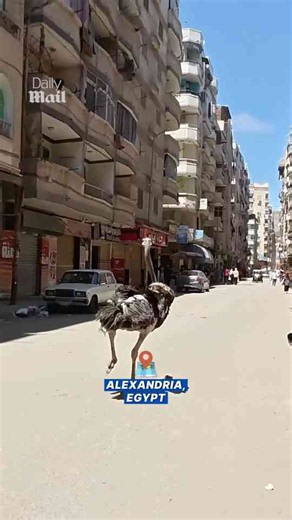 Ostrich races through busy streets in Egypt