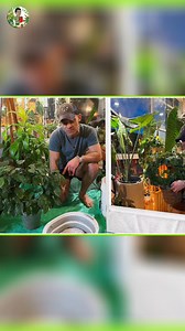 I'm repotting this poor, root-bound Monstera siltepecana that's been stuck for too long. My plant display change led to dark conditions and soggy soil, causing gross leaves. Join me as I prune and repot to bring it back to life! #MonsteraSiltepecana #MonsteraRepotting #RootBoundProblems #PlantCareTips #GardeningFails #PlantRehab #SoggySoil #PlantPruning #GardenMakeover #PlantLovers | Kevin Torres