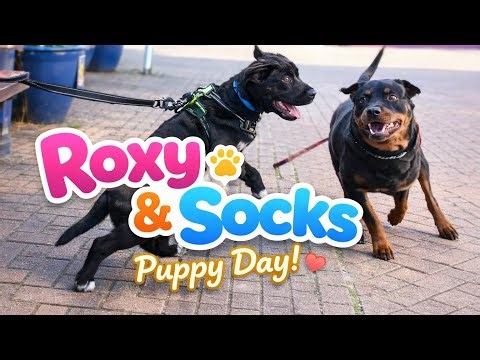 When Roxy Met Socks 🐾 Cutest Puppy Encounter Ever!