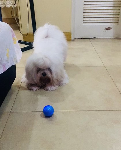 Smart bouncing ball for your boring furbaby. Click the yellow basket to purchase #maltese #cutedog #blueball #toydog #dogtoy #bounce #balltoy #boreddog #traindog
