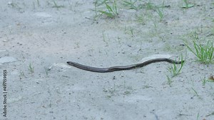 A legless lizard, Slow worm moving on a dirt path in Estonia, Northern Europe