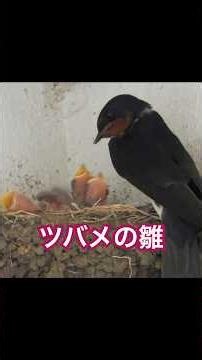 ツバメの雛3羽孵化！ #ツバメ #孵化 #雛 #ショート