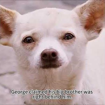 A $50,000 Dress Dog Gets Thrown Into A Dog Fight | Beverly Hills Chihuahua (2008) Recap#movie