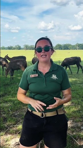 Global Wildlife Center and the Importance of Animal Xray Systems | Advanced Diagnostic Imaging