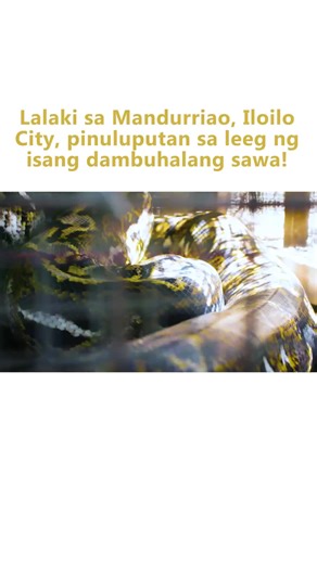 Dambuhalang Sawa sa Mandurriao: Isang Maselan na Video