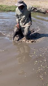 3.1K views · 18K reactions | Joy found a new fashion statement—a crown of water plants! While splashing around in the watering hole, she ended up with the funniest hat. She may be tiny now, but she’s already showing off a big personality. #WelcomeJoy #ElephantHavens DONATE TODAY TO HELP CARE FOR BABY JOY! | Elephant Havens Wildlife Foundation | Facebook