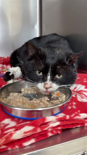 Meet Johnnie, named after his rescuer. He is at the vet getting treatment and we’re always in need of help. Thank you for your support 🙏❤️ #davidloop65 @Missy Ramos @Maddie