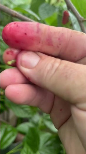 How to clean up mulberry stains