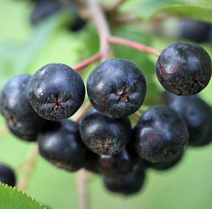 Perennial Fruit CUTTINGS: Gooseberry, Goji Berry, Hardy Kiwi, Serviceberry, Elderberry (scion/fruiting Tree Shrub) - Etsy