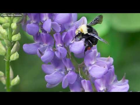 Lupines: A Yosemite Naturalist's Look at "Wolf Flowers"