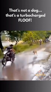 #FastAndFurrious #DoggoRacing #SpeedyPup #TurboDog #FastestDog #MotoVsDog #NeedForSpeed #DogLife #HilariousPets #FunnyDogs #EpicRaces #RacingChampion | Pet LoLs Unleashed