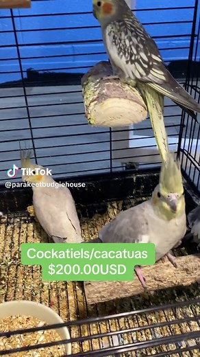 Cockatiels on sale for $200.00 USD.