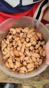 Palm weevils in Vietnam