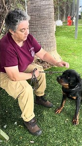 NEW 72 HOURS A5759773 Osa | Rottweiler Mix
