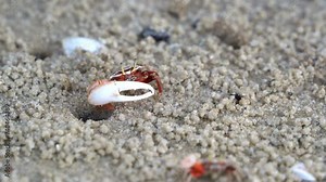 Wild male fiddler crab, austruca annulipes with asymmetric claws, foraging and sipping on the minerals on the sandy beach during low tide period, close up shot of marine wildlife.