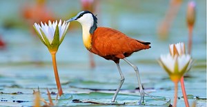 Jacana