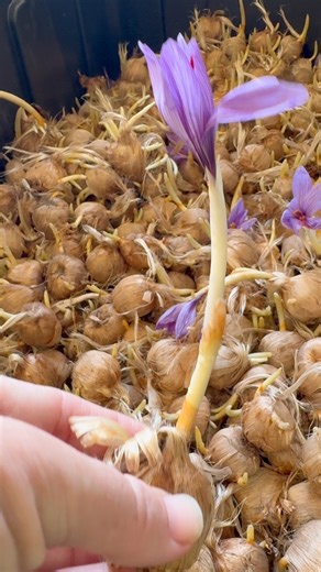 YES… saffron really will bloom — even if you forgot to plant it. And that’s exactly why this spice is pure magic. 😍 In this video, I’m showing you something most people don’t believe until they see it with their own eyes… These little purple blooms are determined to grow, even when life gets busy and we forget. But imagine what you could harvest next year when you actually plant them on time. 👀 That’s the difference between a few surprise flowers… and a full basket of red-gold threads you grew