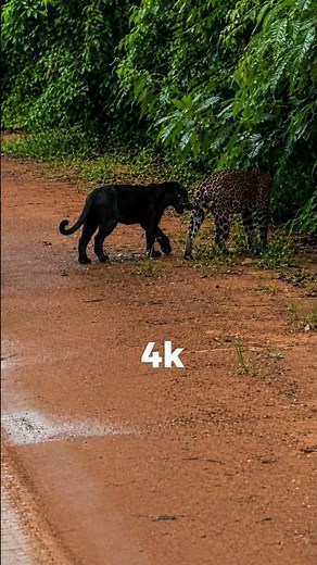 Inside the territory of the black jaguar