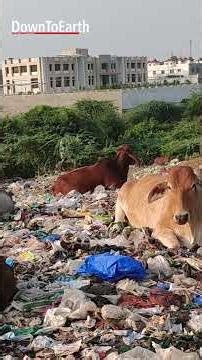 Why is #organic #waste management urgent in these cities? | Watch our film #india #wastemanagement