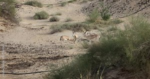 Arabian Sand Gazelle in natural habitat conservation area, Saudi Arabia