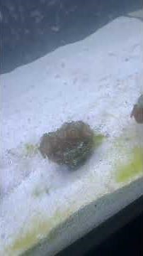 New nano reef tank cycling process! Biocube 32! Lazerlemon zoas gsp etc! #nanoreeftank #coral #zoas