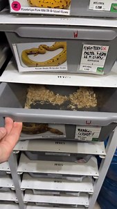 🐍🔥🐍🔥🐍🔥🐍#ballpython #snake #ballpythonsofinstagram #reptiles #snakes | Xclusive ball pythons