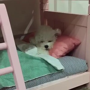 2.7M views · 29K shares | Good Night  By: @hazelnut_dog | MetDaan Animals | Facebook