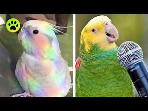 Funny Parrots Videos Compilation cute moments of the animals 2020 - Cutest Parrots #13
