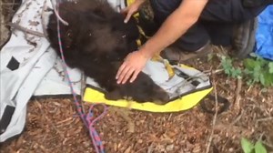 5.5K views · 56 reactions | For the last week, a bear has been wandering around near Boulder, Colorado, with a chicken feeder stuck on its head, but with the help of two men who spotted the yearling, the bear has been rescued. | 23ABC Bakersfield | Facebook