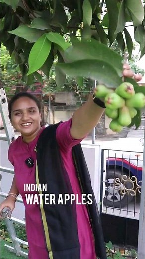 Water Apples - Gardening