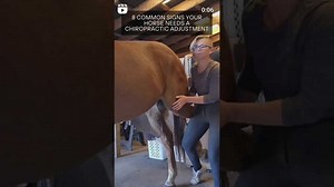 8 Common Signs Your Horse Needs a Chiropractic Adjustment