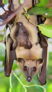 The Deadly Secret Hidden Inside Kitum Cave