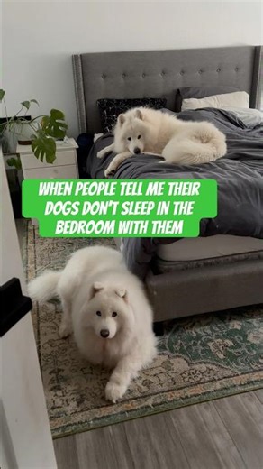 Come see where Simba and Leo sleep every night