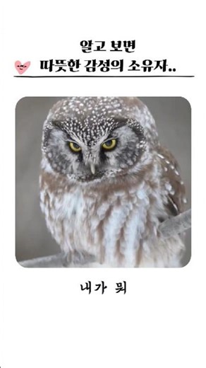 올빼미의 반전 매력에 빠져보세요!