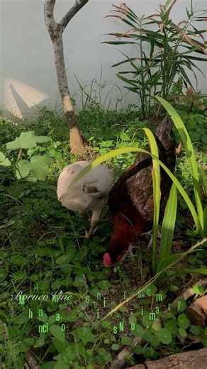 Easily to make a compost without cost #backyardgardening #vegetables #gardening