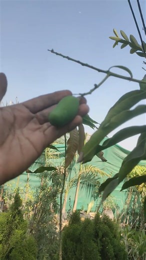 kesar mango 🥭 #garden #gardening #nature